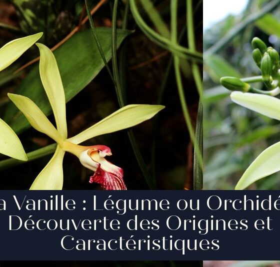La Vanille : Légume ou Orchidée Découverte des Origines et Caractéristiques