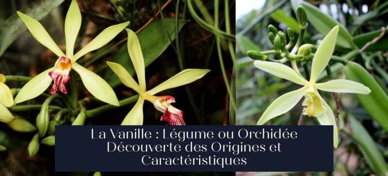 La Vanille : Légume ou Orchidée Découverte des Origines et Caractéristiques