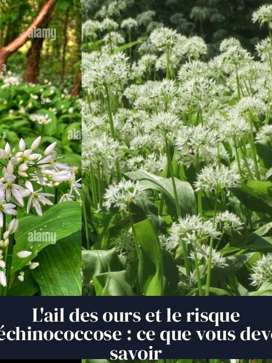 L'ail des ours et le risque d'échinococcose : ce que vous devez savoir