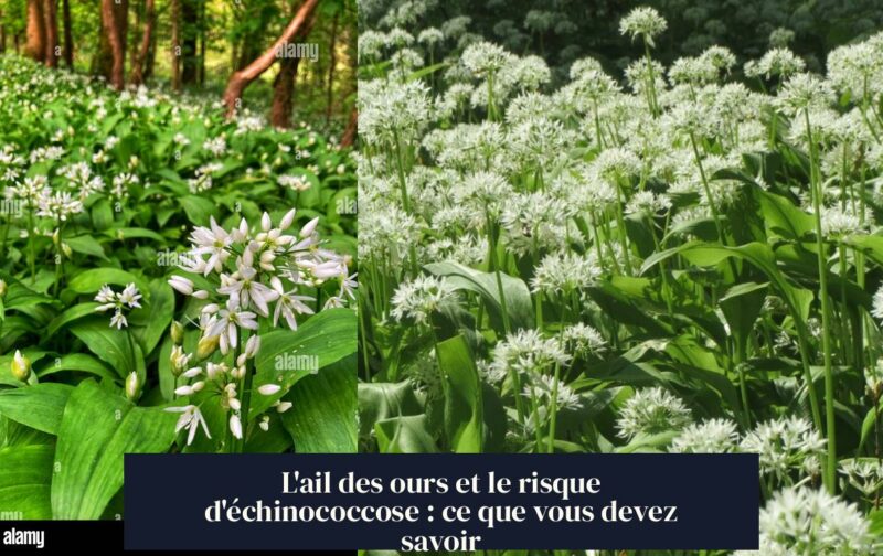 L'ail des ours et le risque d'échinococcose : ce que vous devez savoir