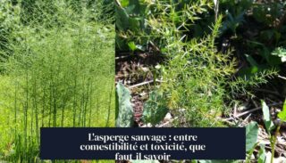 L'asperge sauvage : entre comestibilité et toxicité, que faut-il savoir