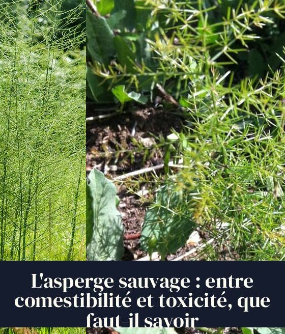 L'asperge sauvage : entre comestibilité et toxicité, que faut-il savoir