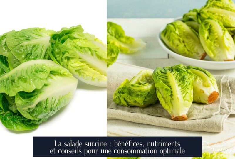 La salade sucrine : bénéfices, nutriments et conseils pour une consommation optimale