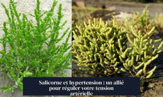 Salicorne et hypertension : un allié pour réguler votre tension artérielle