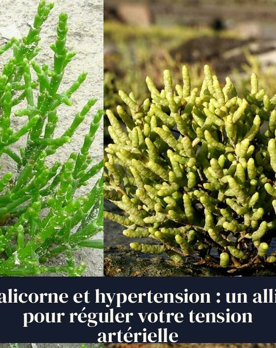 Salicorne et hypertension : un allié pour réguler votre tension artérielle
