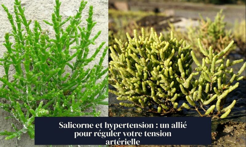 Salicorne et hypertension : un allié pour réguler votre tension artérielle