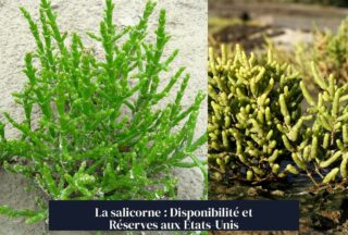 La salicorne : Disponibilité et Réserves aux États-Unis