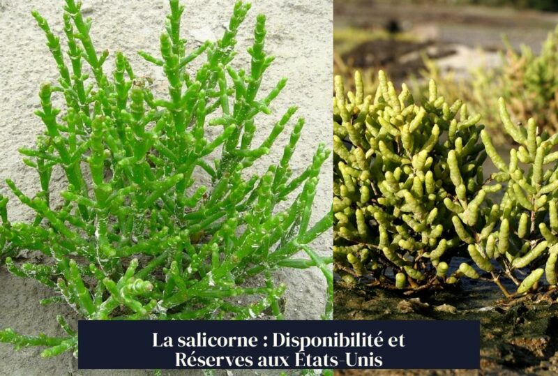 La salicorne : Disponibilité et Réserves aux États-Unis
