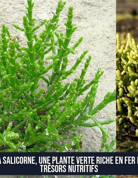 La salicorne, une plante verte riche en fer et trésors nutritifs
