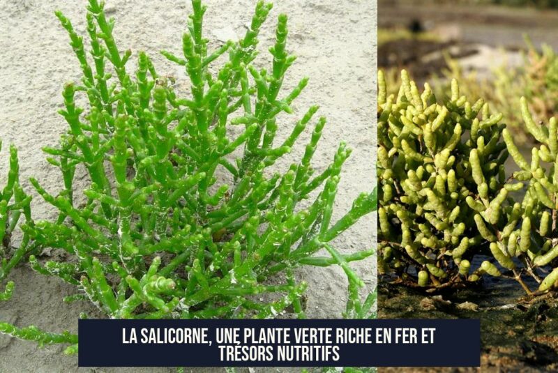 La salicorne, une plante verte riche en fer et trésors nutritifs
