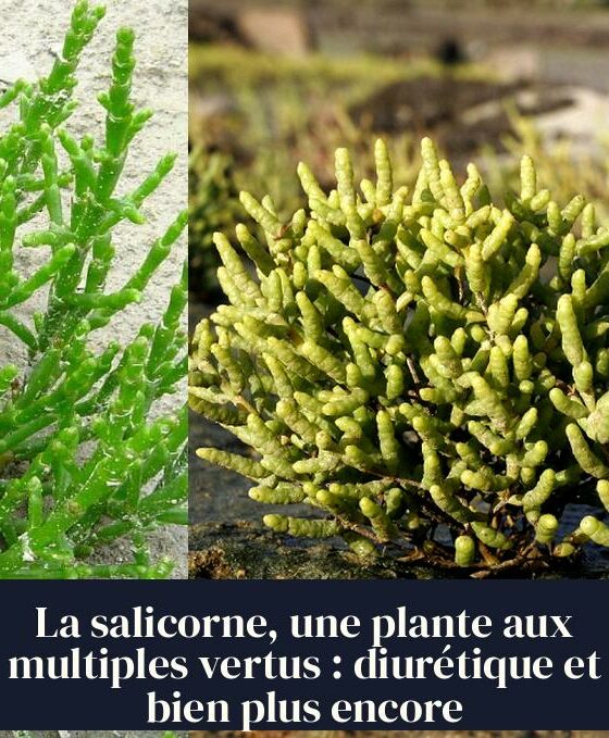 La salicorne, une plante aux multiples vertus : diurétique et bien plus encore