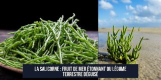 La Salicorne : Fruit de Mer Étonnant ou Légume Terrestre Déguisé