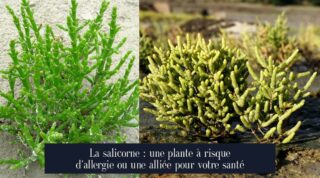 La salicorne : une plante à risque d'allergie ou une alliée pour votre santé