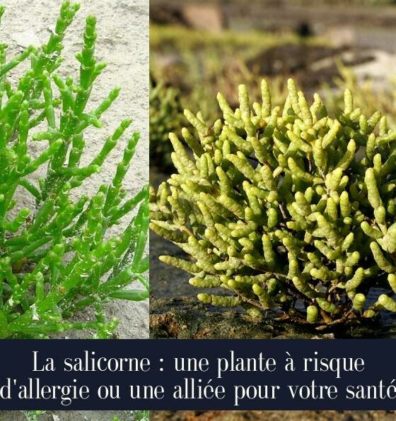 La salicorne : une plante à risque d'allergie ou une alliée pour votre santé