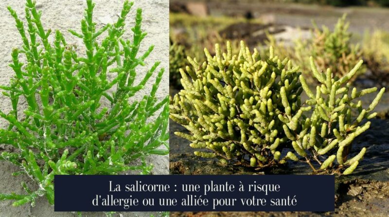La salicorne : une plante à risque d'allergie ou une alliée pour votre santé