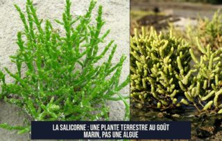 La salicorne : une plante terrestre au goût marin, pas une algue