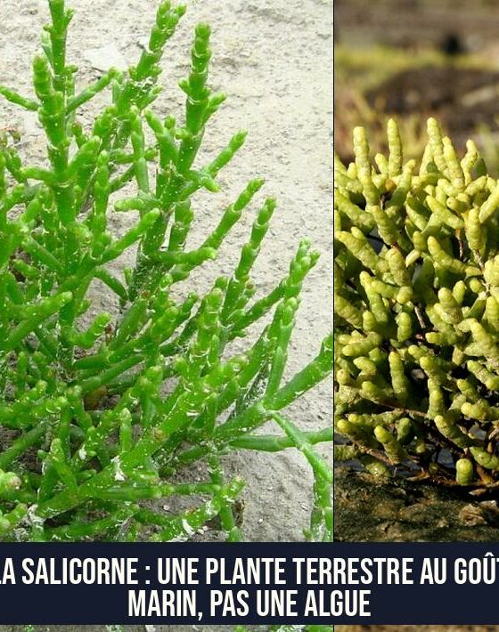 La salicorne : une plante terrestre au goût marin, pas une algue