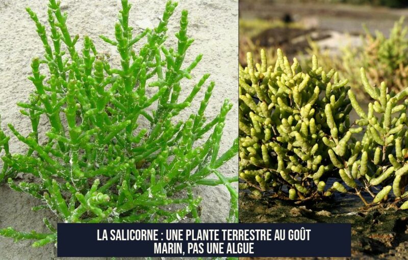 La salicorne : une plante terrestre au goût marin, pas une algue