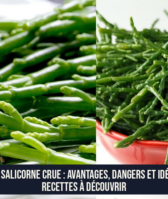 La salicorne crue : avantages, dangers et idées recettes à découvrir
