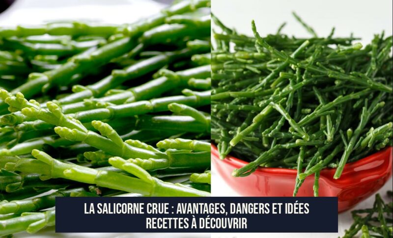 La salicorne crue : avantages, dangers et idées recettes à découvrir