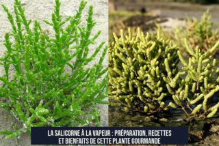 La salicorne à la vapeur : préparation, recettes et bienfaits de cette plante gourmande