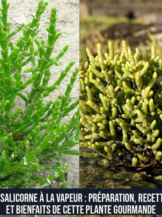 La salicorne à la vapeur : préparation, recettes et bienfaits de cette plante gourmande