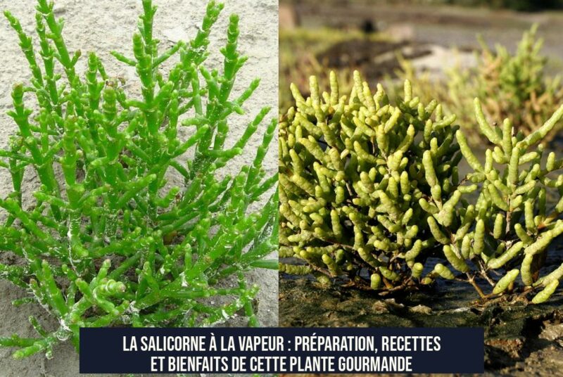 La salicorne à la vapeur : préparation, recettes et bienfaits de cette plante gourmande