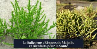 La Salicorne : Risques de Maladie et Bienfaits pour la Santé