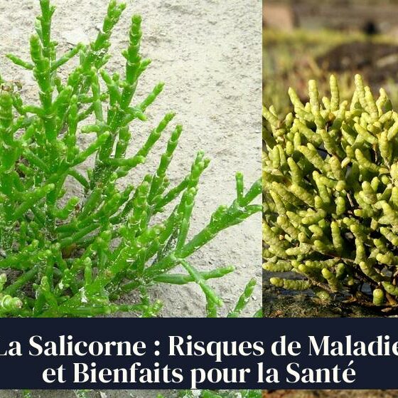 La Salicorne : Risques de Maladie et Bienfaits pour la Santé