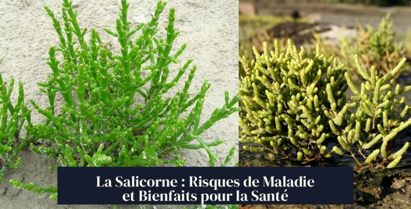 La Salicorne : Risques de Maladie et Bienfaits pour la Santé