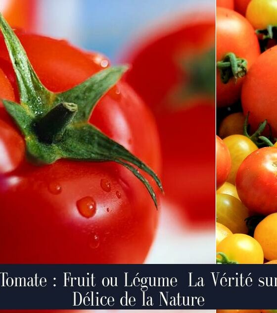 La Tomate : Fruit ou Légume La Vérité sur ce Délice de la Nature