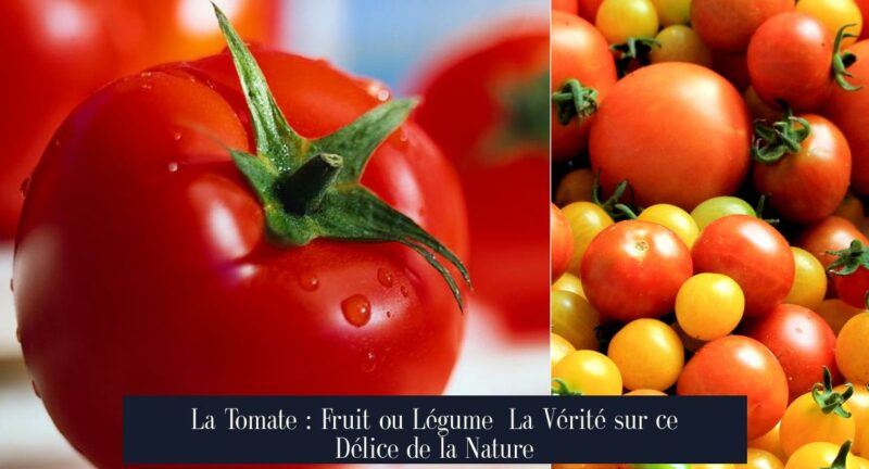 La Tomate : Fruit ou Légume La Vérité sur ce Délice de la Nature