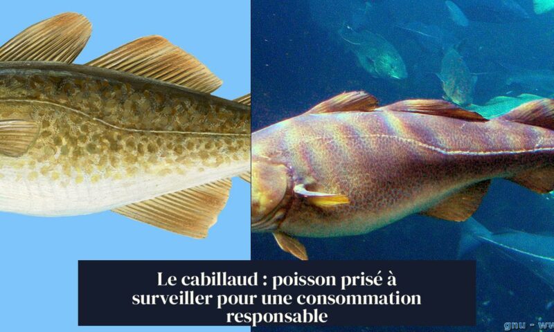 Le cabillaud : poisson prisé à surveiller pour une consommation responsable
