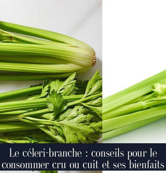 Le céleri-branche : conseils pour le consommer cru ou cuit et ses bienfaits