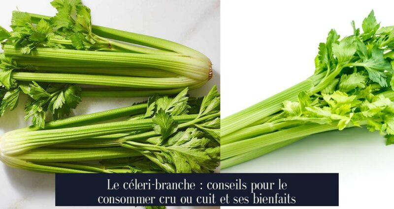 Le céleri-branche : conseils pour le consommer cru ou cuit et ses bienfaits