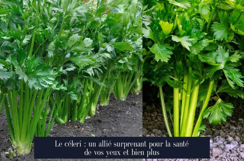 Le céleri : un allié surprenant pour la santé de vos yeux et bien plus