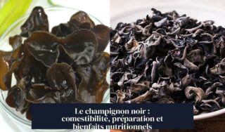 Le champignon noir : comestibilité, préparation et bienfaits nutritionnels