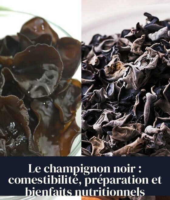 Le champignon noir : comestibilité, préparation et bienfaits nutritionnels