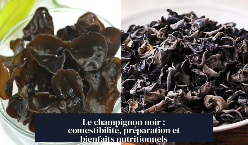 Le champignon noir : comestibilité, préparation et bienfaits nutritionnels