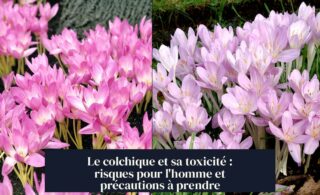 Le colchique et sa toxicité : risques pour l'homme et précautions à prendre