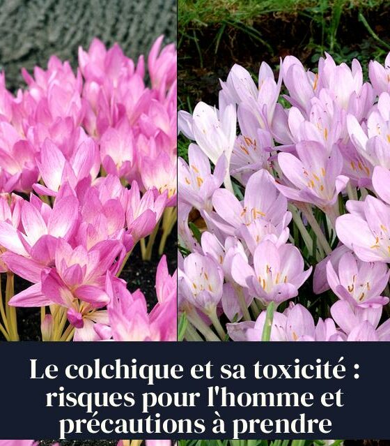 Le colchique et sa toxicité : risques pour l'homme et précautions à prendre