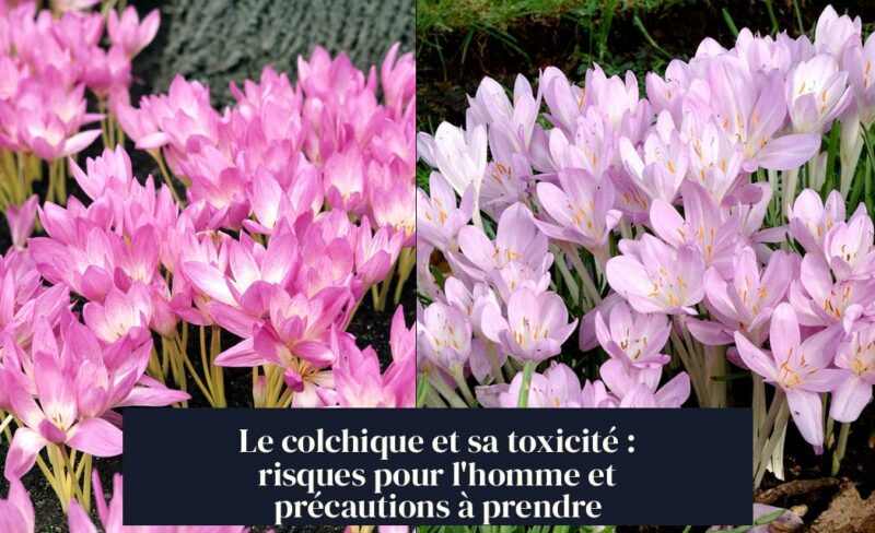 Le colchique et sa toxicité : risques pour l'homme et précautions à prendre