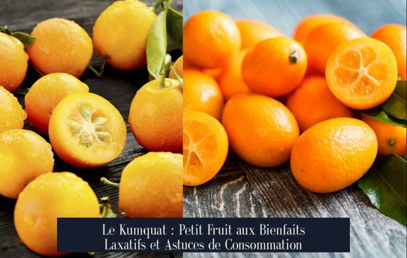 Le Kumquat : Petit Fruit aux Bienfaits Laxatifs et Astuces de Consommation