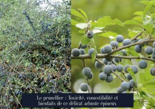 Le prunellier : Toxicité, comestibilité et bienfaits de ce délicat arbuste épineux