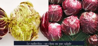 Le radicchio : un chou ou une salade