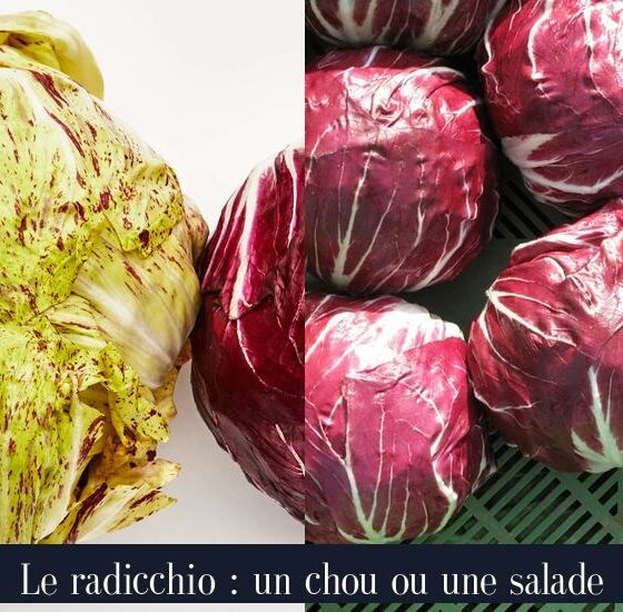 Le radicchio : un chou ou une salade