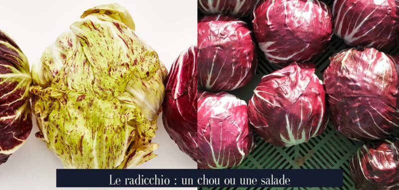 Le radicchio : un chou ou une salade