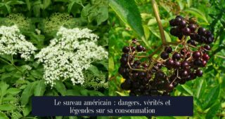Le sureau américain : dangers, vérités et légendes sur sa consommation