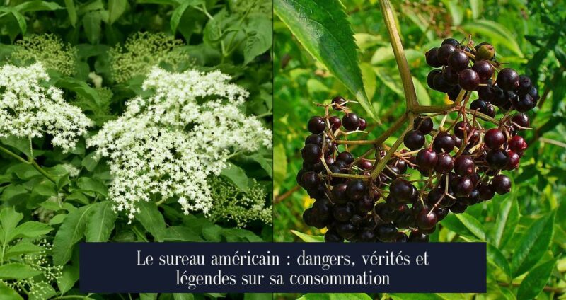 Le sureau américain : dangers, vérités et légendes sur sa consommation