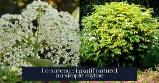 Le sureau : Laxatif naturel ou simple mythe